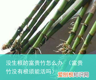 富贵竹没有根须能活吗 没生根的富贵竹怎么办