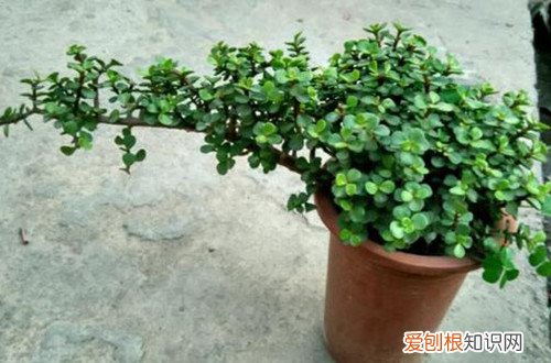 金枝玉叶现在能修剪吗 金枝玉叶要什么时候才能修剪呢？只要你想，随时随地都可以修剪！