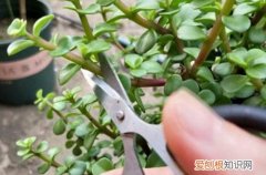 金枝玉叶现在能修剪吗 金枝玉叶要什么时候才能修剪呢？只要你想，随时随地都可以修剪！