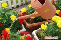 浇花的时候水直接漏到花盆底 给花浇水，看盆底流出水就是浇透吗？错的，看老花匠是怎么做