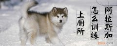 阿拉斯加怎么训练上厕所，阿拉斯加如何训练大小便