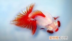 金鱼品相怎么看 ，高品质金鱼？