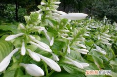 玉簪花的养护方法 玉簪花秋天怎么养护？玉簪花秋天养护方法有哪些？
