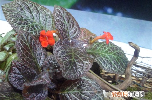 喜阴植物怎么养护 喜荫花怎么养护？注意这几点养护方法，养好不再困难！