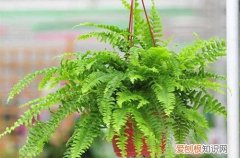 波斯顿蕨能水培吗 波斯顿蕨怎么养护？记住这几点养护方法，就能长得好！