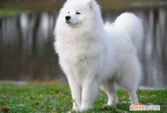 狗咬了,没破 狗咬了没破没事吧