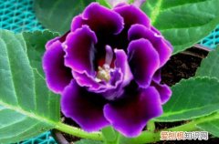 大岩桐花黄叶怎么办？是什么原因？