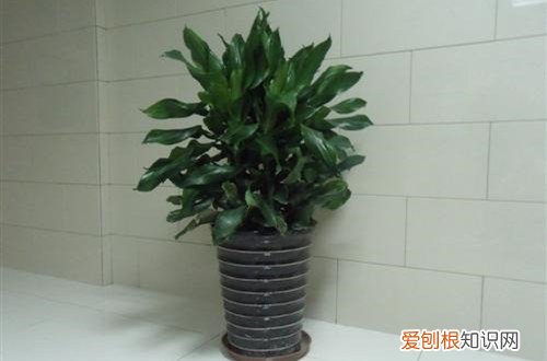 螺纹铁叶子尖发黄怎么办 螺纹铁叶子发黄是什么原因？有可能是这5个原因引起得！
