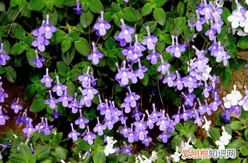 海豚花好养吗 海豚花不开花什么原因？了解这三个原因，就能养出最美的海豚花！