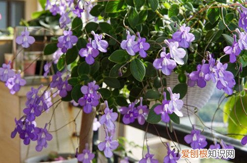 海豚花好养吗 海豚花不开花什么原因？了解这三个原因，就能养出最美的海豚花！