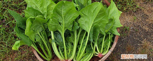 白水煮菠菜有什么功效 菠菜有什么功效