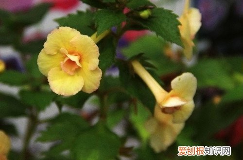 长筒花怎么养护？养殖方法其实并不难，注意这几点，就能养护好！