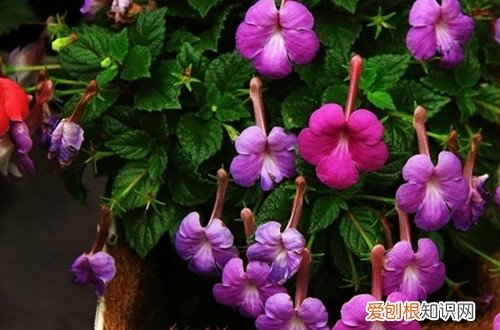 长筒花怎么养护？养殖方法其实并不难，注意这几点，就能养护好！