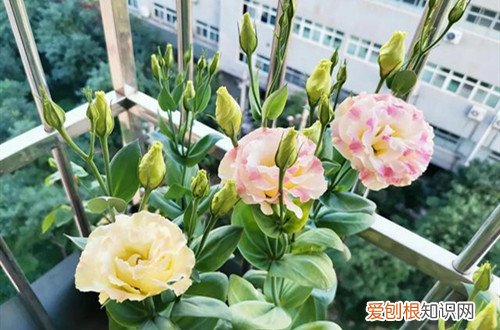 洋桔梗开花后怎么修剪 洋桔梗开花后怎么处理？这样做，第二年还能再开花！