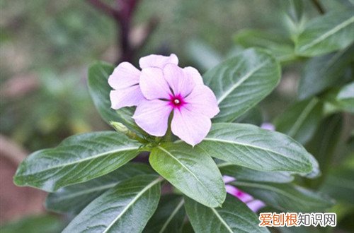 长春花开花多久 长春花的花期在几月份?如何养护才可以开花更多?
