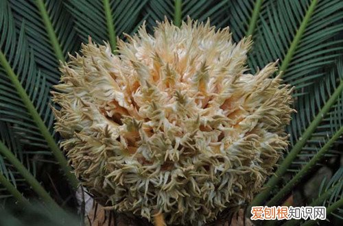 铁树种多久可以开花 铁树养多久才能开花呢？开花后要怎么养护呢？