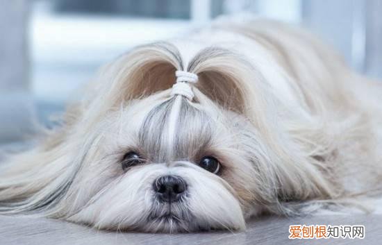 狗狗品种小型犬短毛 狗狗品种小型犬