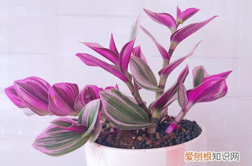油画吊兰怕高温吗 油画吊兰耐寒冷吗？北方能室外过冬吗？叶子发黄腐烂是什么原因？