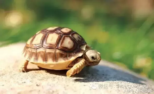 半水龟和陆龟 ，水龟半水龟的区别？