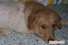 狗狗剃毛留几厘米合适图片 狗狗剃毛留几厘米合适