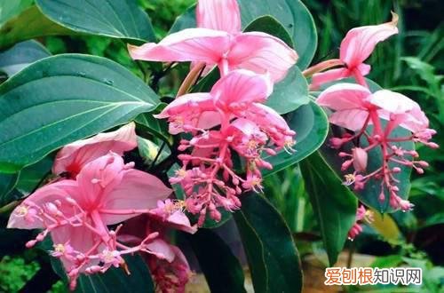 宝莲灯花期养护 宝莲灯花后这样养护，还可以再次开出美丽的花朵！