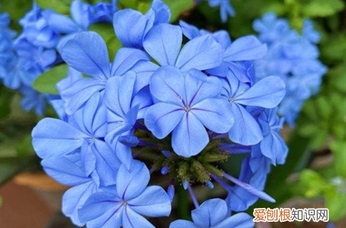 蓝雪花下面好多叶子干枯了会死吗 蓝雪花叶子干枯怎么办？有可能是这几点原因，做好了可以恢复生机