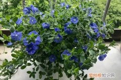 蓝星花怎么水养 要怎么养护才能养出最美的蓝星花？