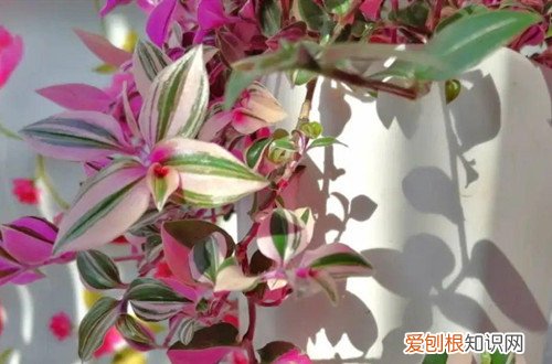 油画吊兰怎么修剪?有哪些修剪要点呢图片 油画吊兰怎么修剪？有哪些修剪要点呢？