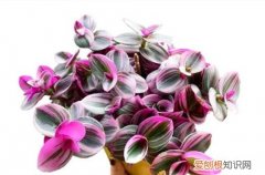 油画吊兰怎么修剪?有哪些修剪要点呢图片 油画吊兰怎么修剪？有哪些修剪要点呢？