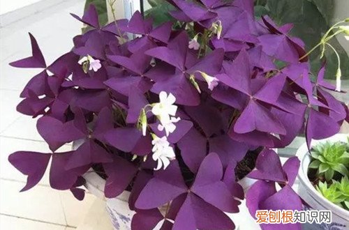 紫叶酢浆草换盆技巧 紫叶酢浆草怎么换盆？可以选在这个季节换盆，成率会提高！