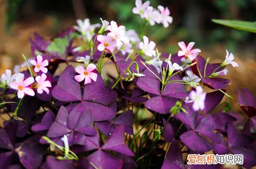 紫叶酢浆草换盆技巧 紫叶酢浆草怎么换盆？可以选在这个季节换盆，成率会提高！