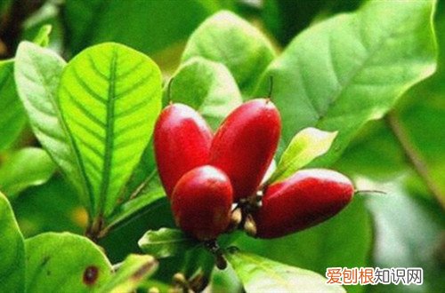 吉祥果黄叶怎么回事 神秘果叶子发黄是什么原因？怎么解决？