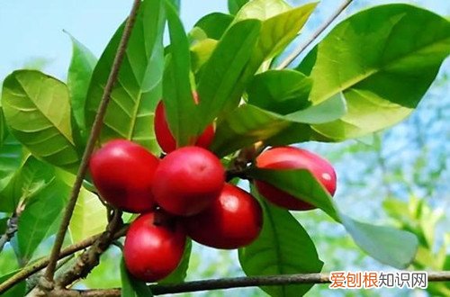 吉祥果黄叶怎么回事 神秘果叶子发黄是什么原因？怎么解决？