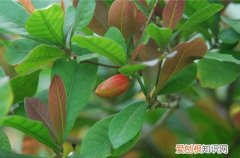 吉祥果黄叶怎么回事 神秘果叶子发黄是什么原因？怎么解决？
