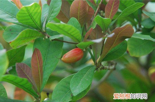 吉祥果黄叶怎么回事 神秘果叶子发黄是什么原因？怎么解决？