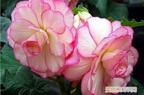 丽格海棠花没开呢就落了是什么原因 丽格海棠为什么光长叶子就是不开花？