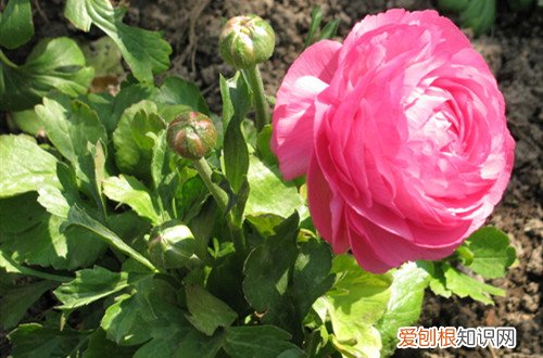 为什么牡丹一直不长叶 洋牡丹只长叶子，就是不开花怎么办？