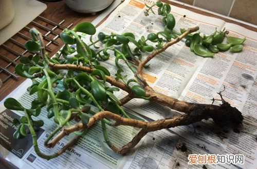 玉树烂根后怎么处理 玉树烂根了怎么办？了解这几个原因，并及时挽救！