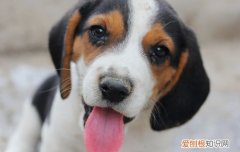 罗威纳几个月断尾 罗威纳断尾留多长