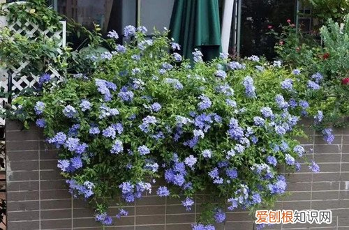 蓝雪花花开后如何修剪 蓝雪花怎么修剪？可以采用这几种修剪方式，修剪得好，花开得越多