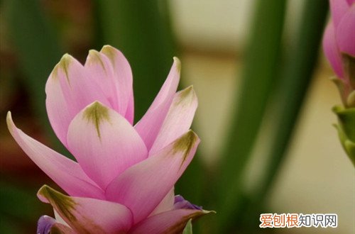 如何养护姜荷花 你知道姜荷花怎么养护吗？注意这几个养护方法，花大又鲜艳！