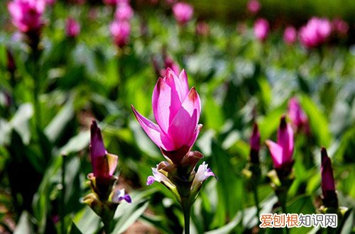 如何养护姜荷花 你知道姜荷花怎么养护吗？注意这几个养护方法，花大又鲜艳！