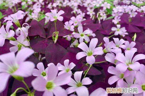 紫叶酢浆草枯萎了怎么办 紫叶酢浆草叶子枯萎是什么原因？有可能是这四个原因！
