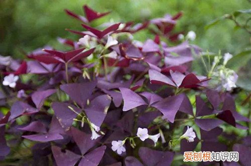 紫叶酢浆草枯萎了怎么办 紫叶酢浆草叶子枯萎是什么原因？有可能是这四个原因！
