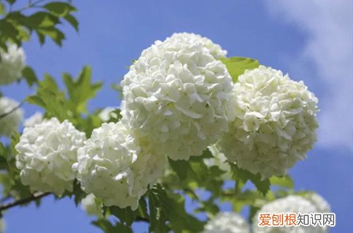 木绣球的生长环境 木绣球怎么养护?了解养护方法,它的花才能开的多又大!