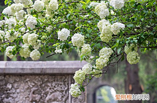 木绣球的生长环境 木绣球怎么养护?了解养护方法,它的花才能开的多又大!