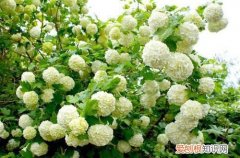 木绣球的生长环境 木绣球怎么养护？了解养护方法，它的花才能开的多又大！