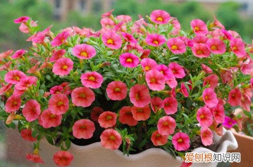 舞春花为什么蔫了 舞春花开得好好的一盆，不知道为什么突然就半边枯枝了？