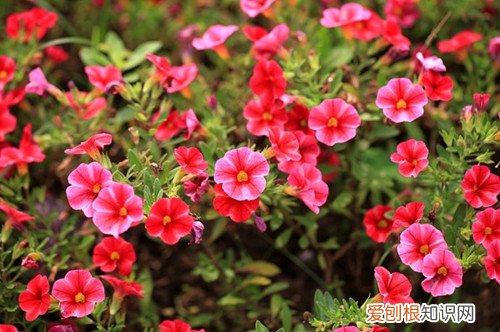 舞春花为什么蔫了 舞春花开得好好的一盆，不知道为什么突然就半边枯枝了？