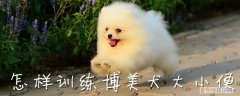 怎样训练博美犬大小便，如何训练幼犬博美定点大小便